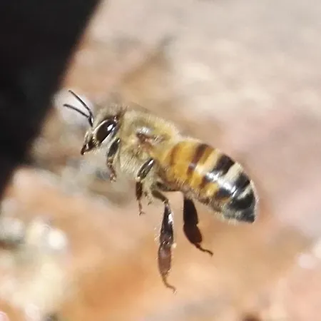 Appartamento Maison Félice Les Ageux