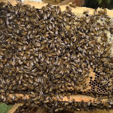 Apartmán Maison Felice *