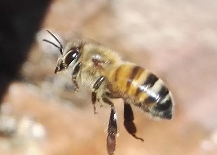 Apartment Maison Felice Les Ageux