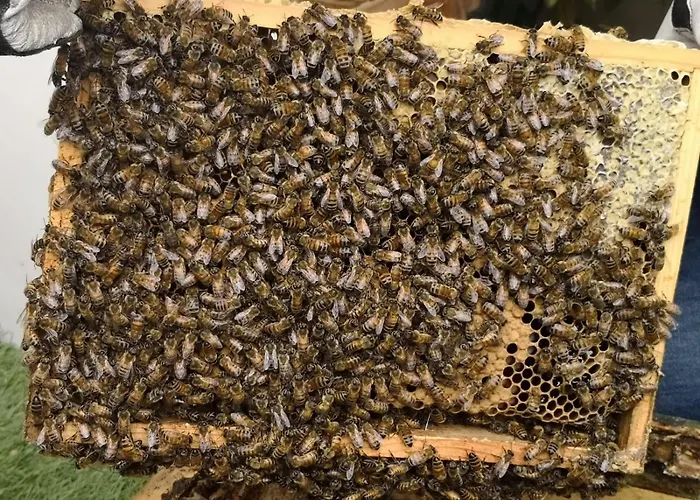 Apartment Maison Felice *